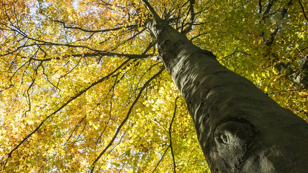 Dad's Club: Love a Tree