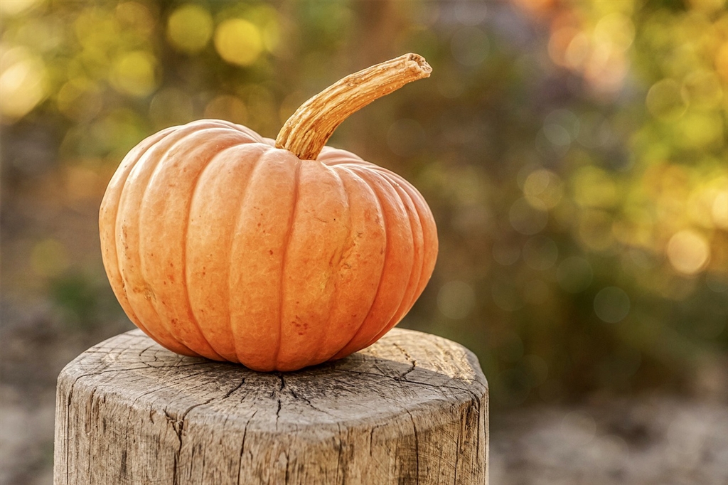 Trip to the Pumpkin Patch